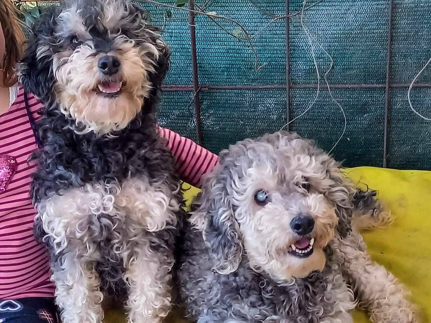 Adotta un cane, femmina, 9 anni  e 8 mesi , Firenze