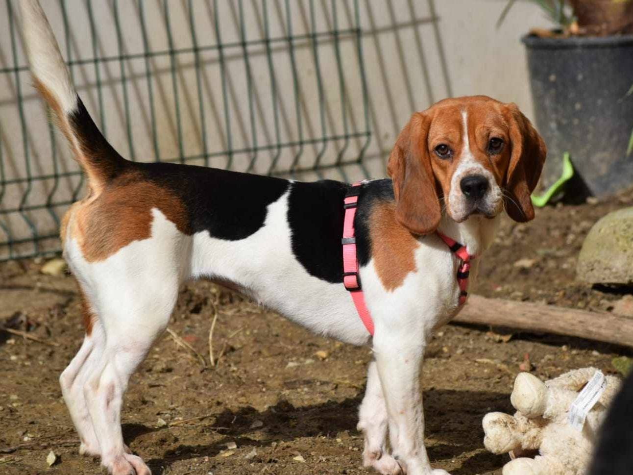 Foto dell'animale