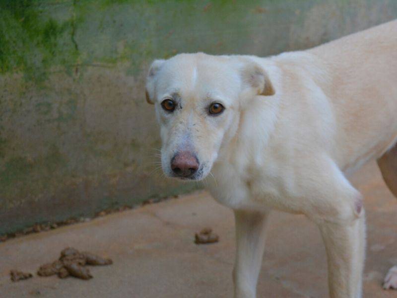 Adotta un cane, femmina, 6 anni  e 4 mesi , Frosinone