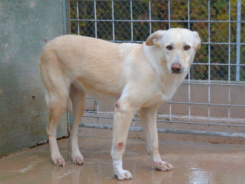 Adotta un cane, taglia grande, femmina, Frosinone