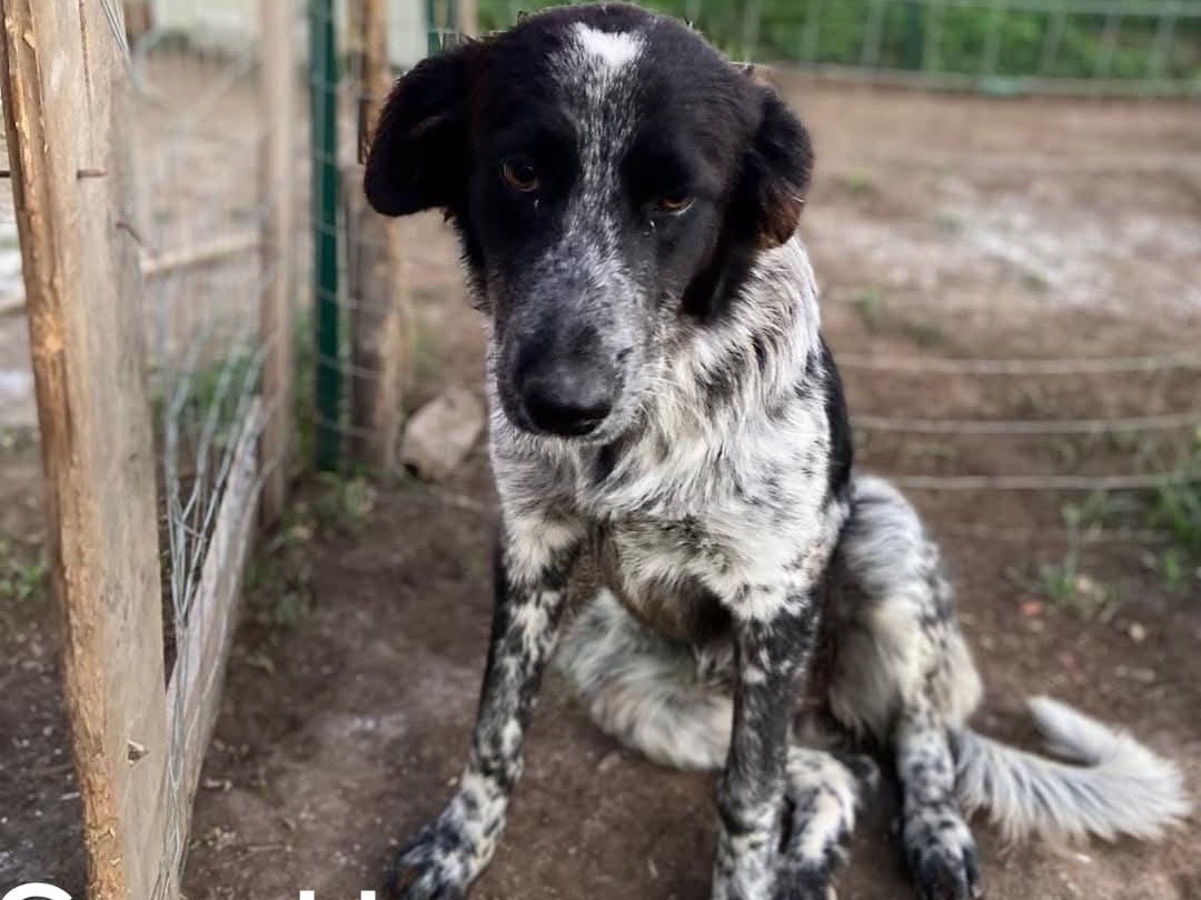 Foto dell'animale