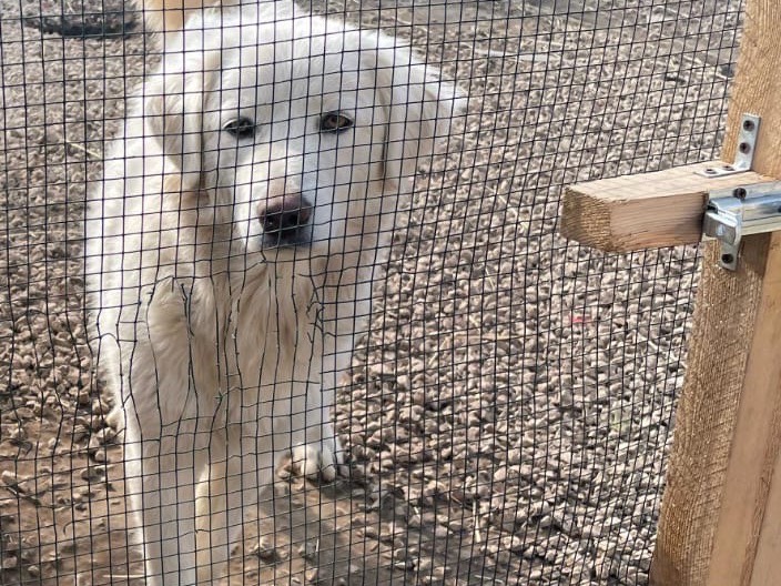 Adotta un cane, taglia media, femmina, Caserta
