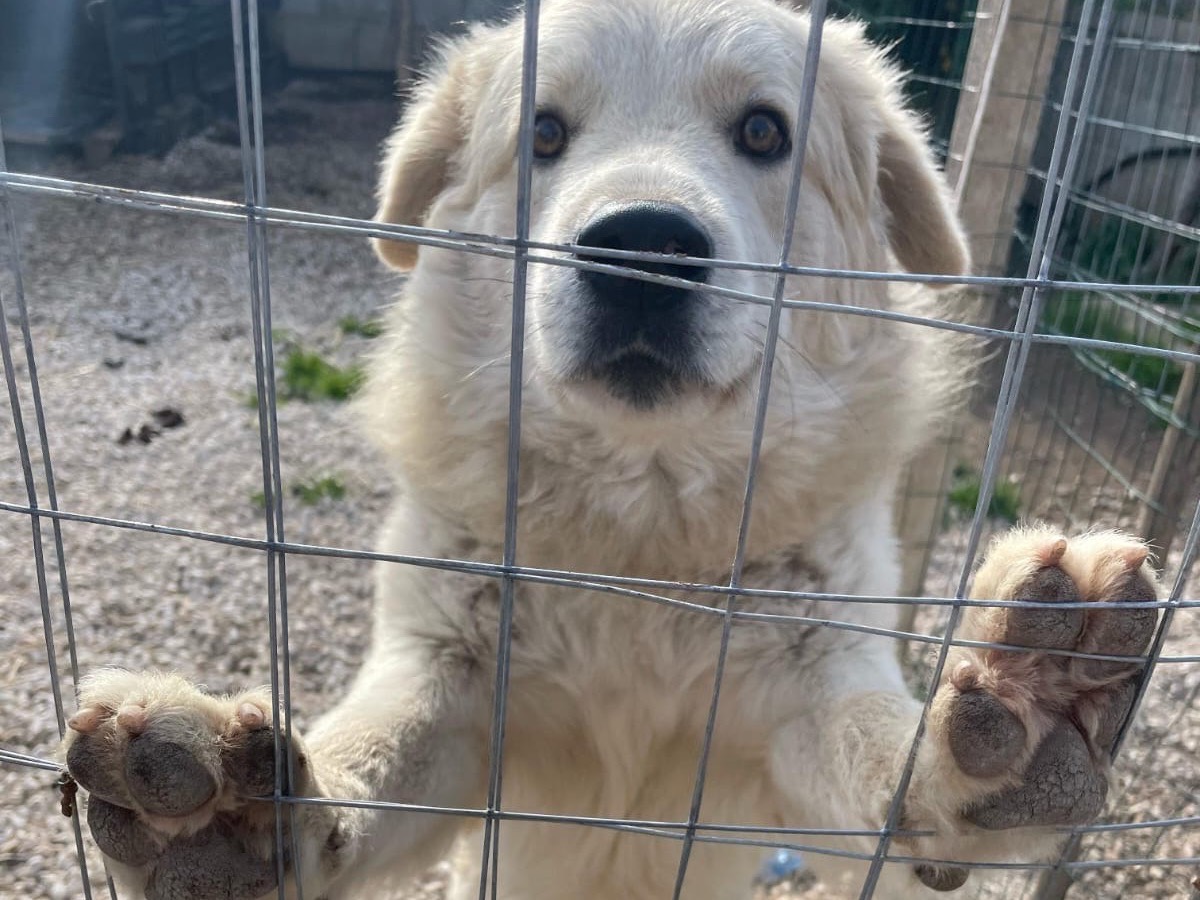 Adozione cane, maschio, Pastore maremmano Razza sconosciuta, 1 anno e 2 mesi , taglia media, Cagliari