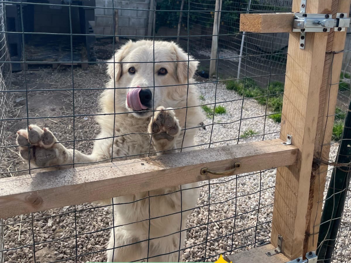 Adotta un cane, taglia media, maschio, Cagliari