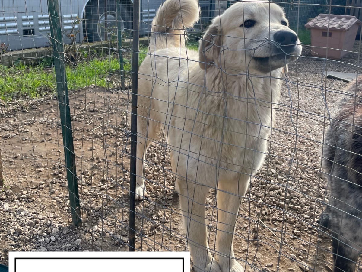 Adozione cane, maschio, Pastore maremmano Razza sconosciuta, 9 mesi, taglia grande, Caserta