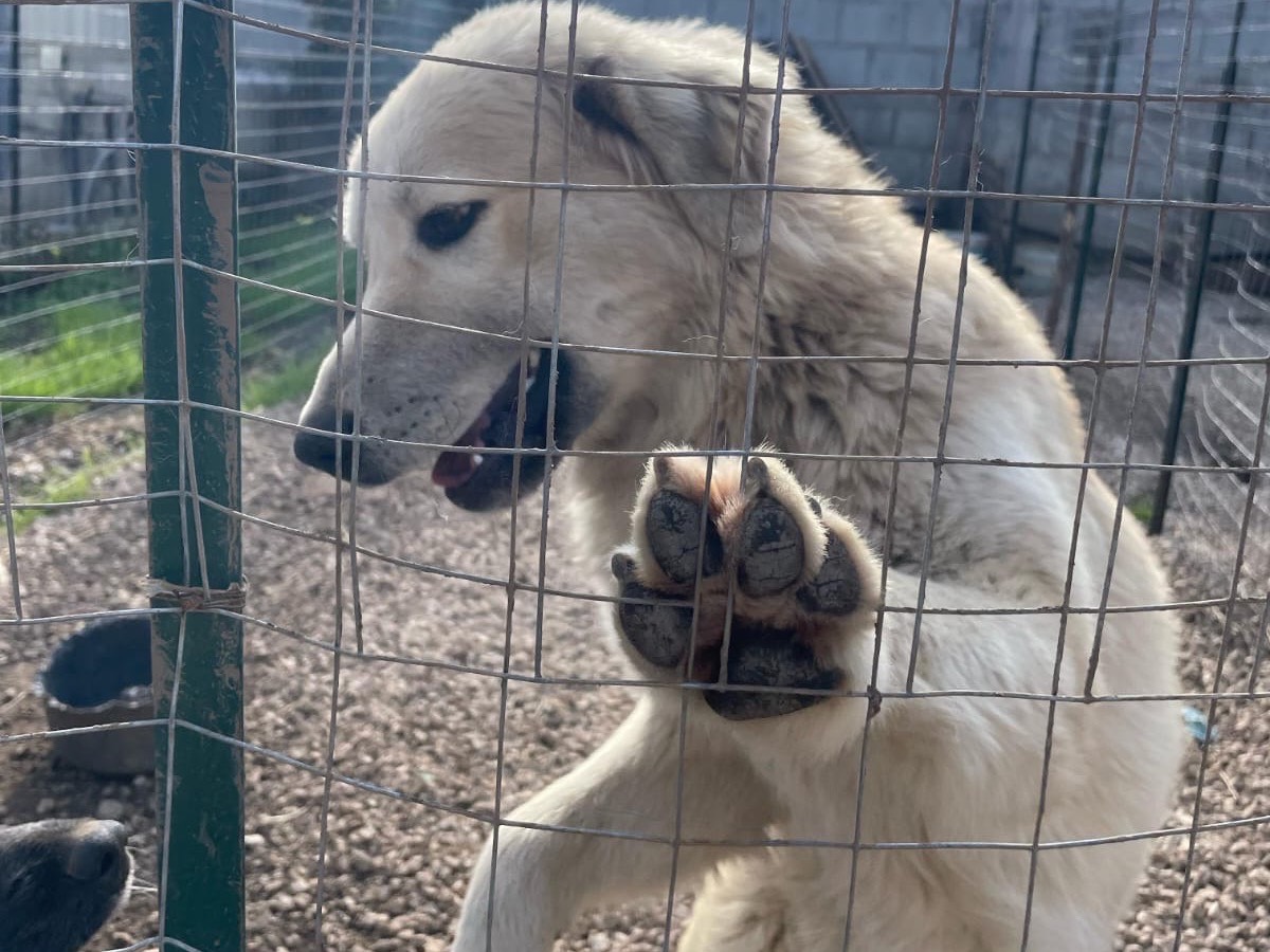 Adotta un cane, taglia grande, maschio, Caserta