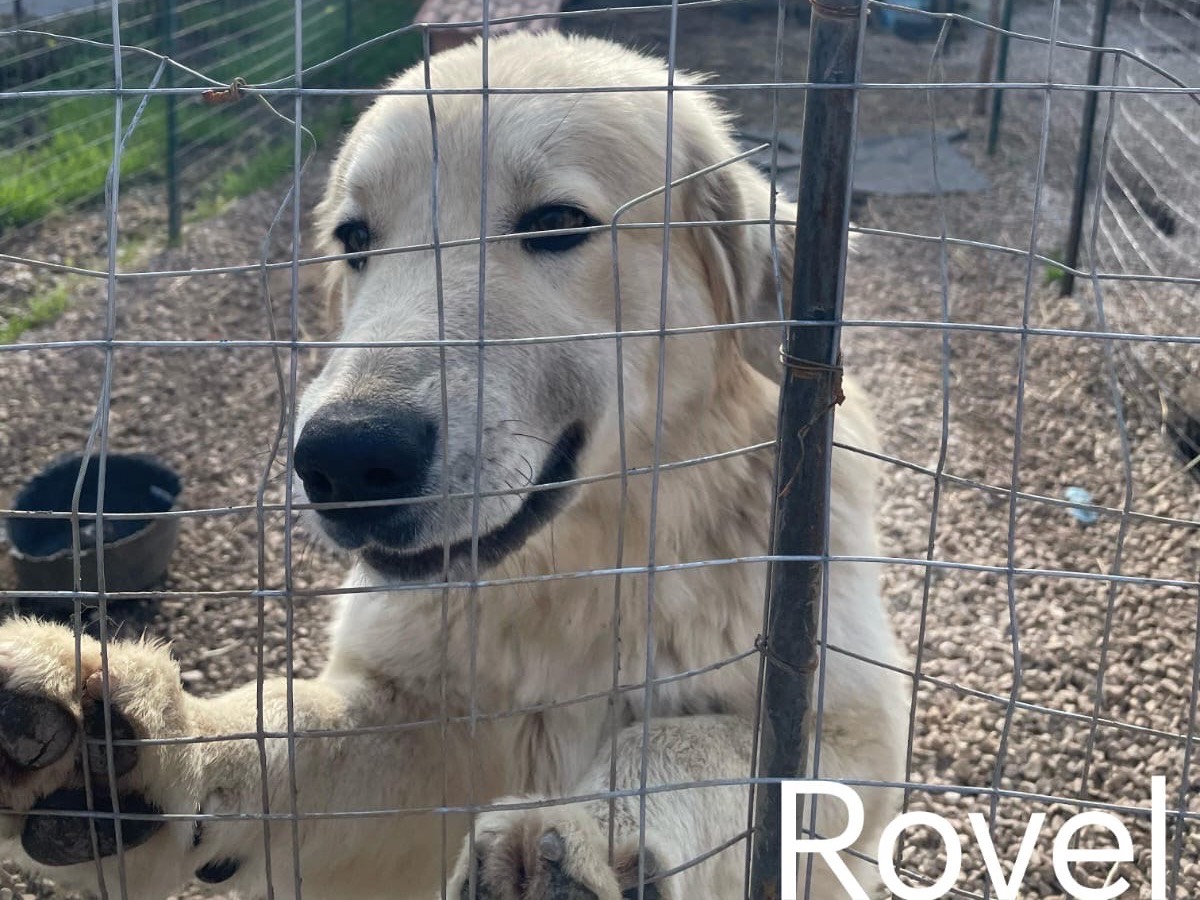 Vuoi adottare un cane a Caserta?