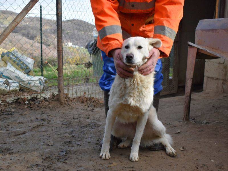 Adotta un cane, femmina, 3 anni , Roma