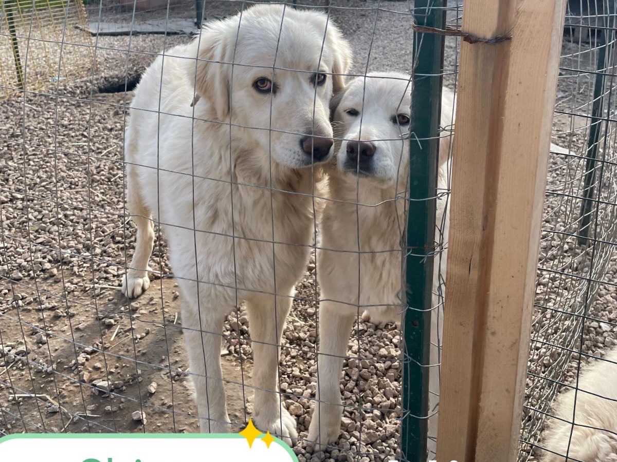 Adotta un cane, maschio, 9 mesi, Caserta