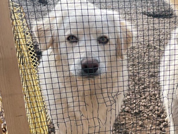 Adotta un cane, taglia grande, maschio, Caserta