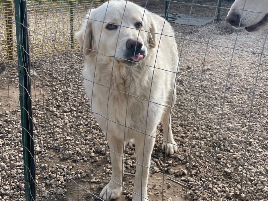 Vuoi adottare un cane a Caserta?