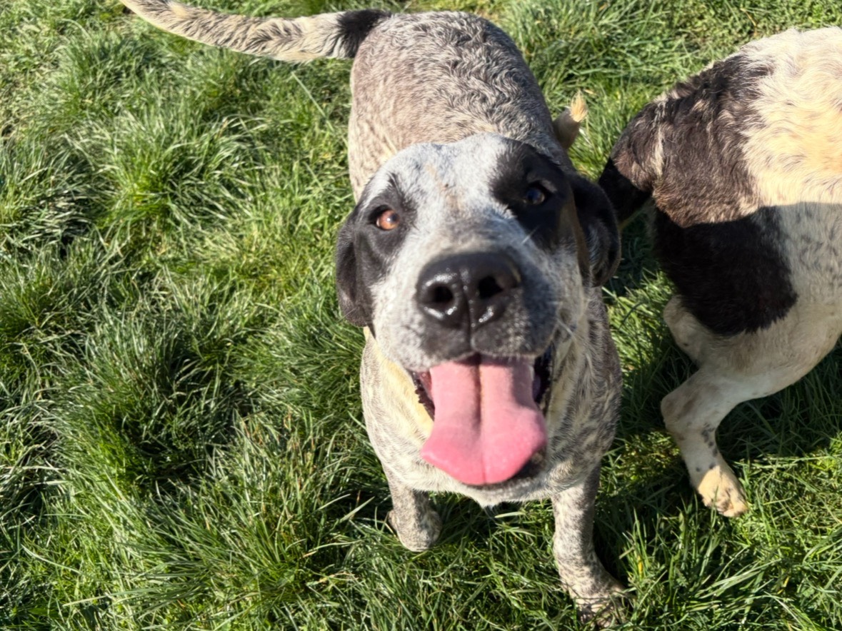 Vuoi adottare un cane a Frosinone?