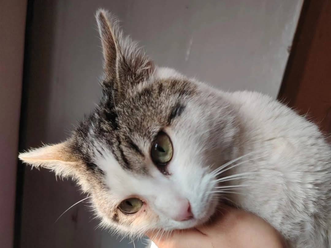 Adotta un gatto, maschio, 1 anno e 1 mese, Chieti