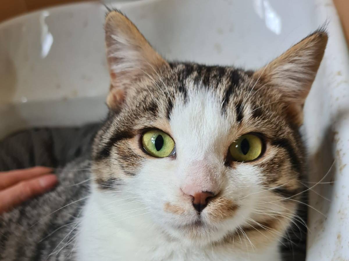 Adozione gatto, femmina, Razza sconosciuta Razza sconosciuta, 1 anno e 6 mesi, taglia non valida, Bari