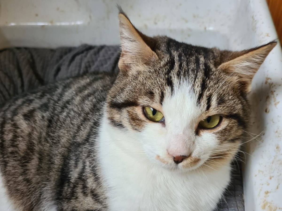 Adotta un gatto, femmina, 1 anno e 6 mesi, Bari