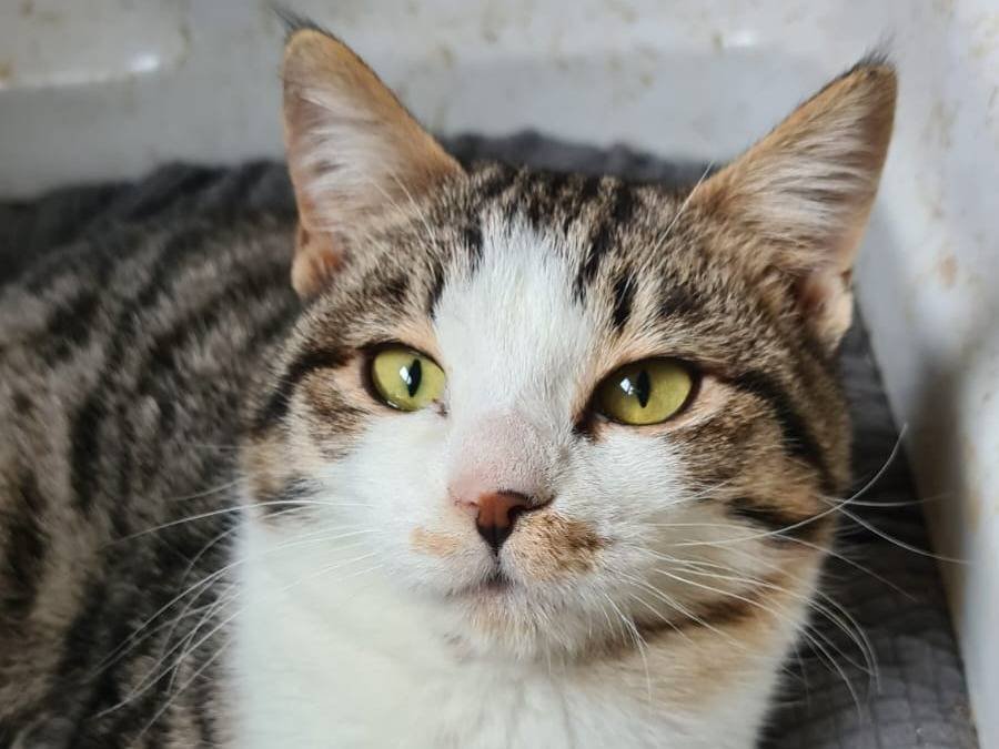 Adotta un gatto, taglia non valida, femmina, Bari