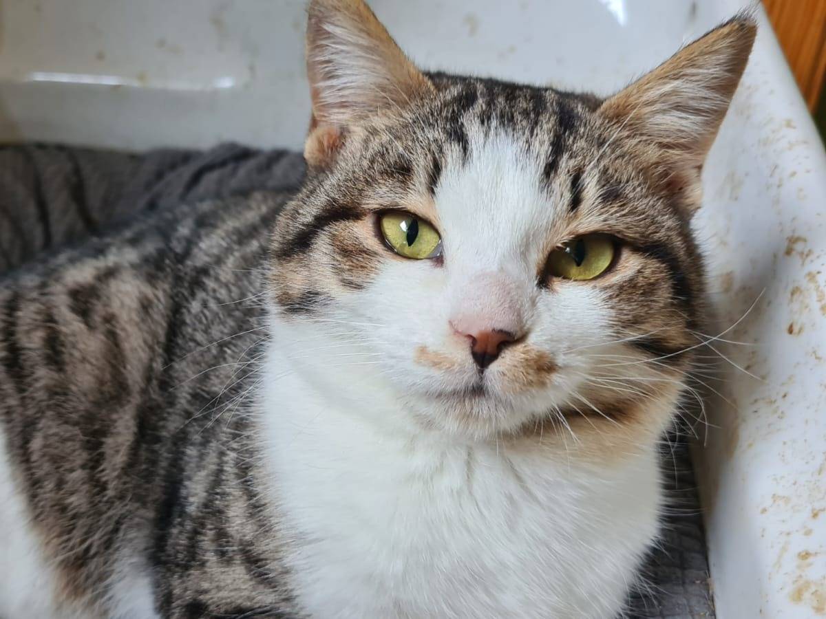 Vuoi adottare un gatto a Bari?