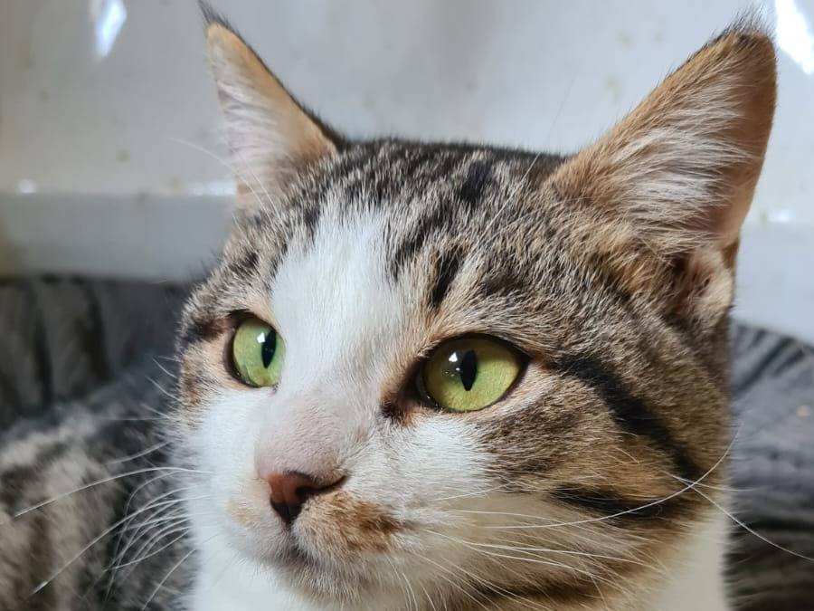 Adotta il gatto Gemma a Bari