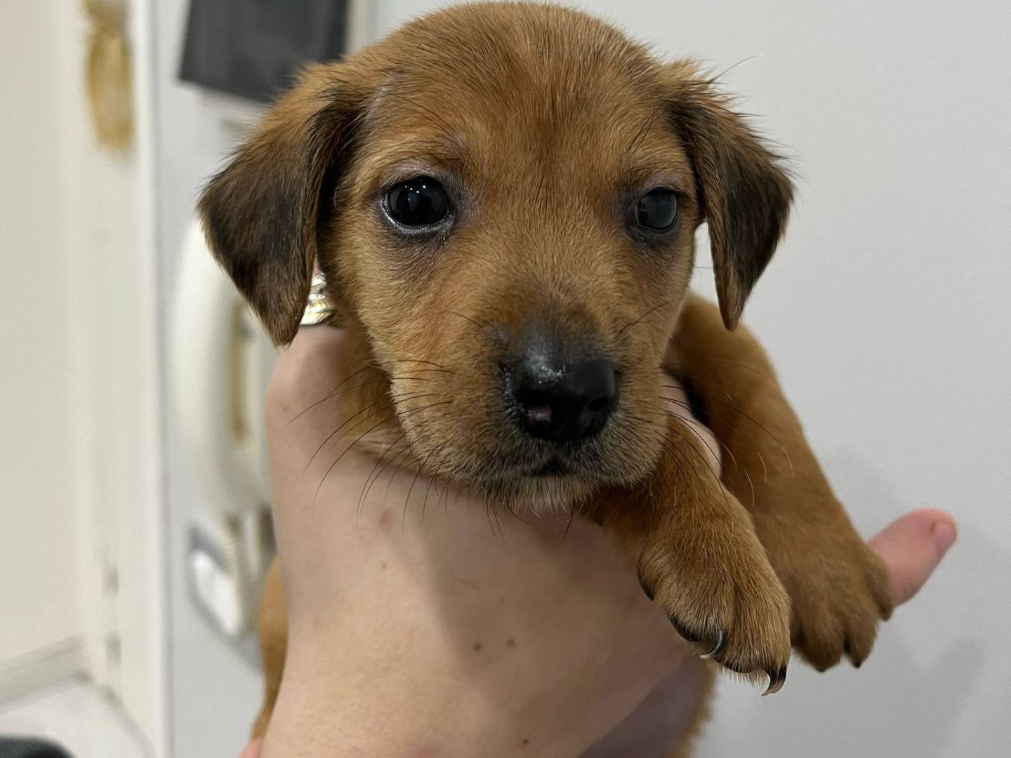 Foto dell'animale
