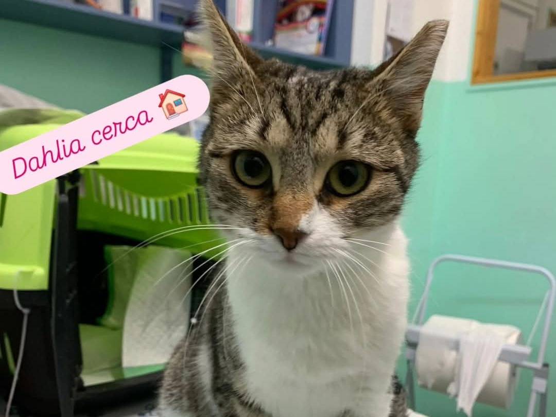 Adotta un gatto, femmina, 9 mesi, Chieti
