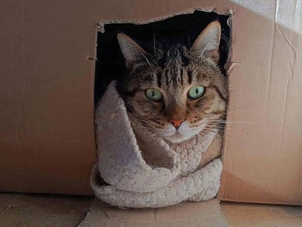 Foto dell'animale