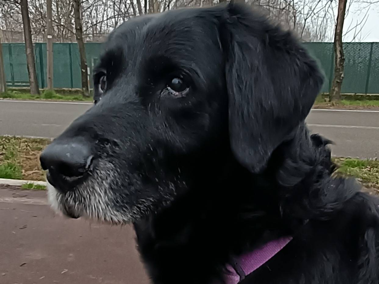 Adozione cane, maschio, Labrador Retriever Razza sconosciuta, 13 anni  e 2 mesi , taglia grande, Milano