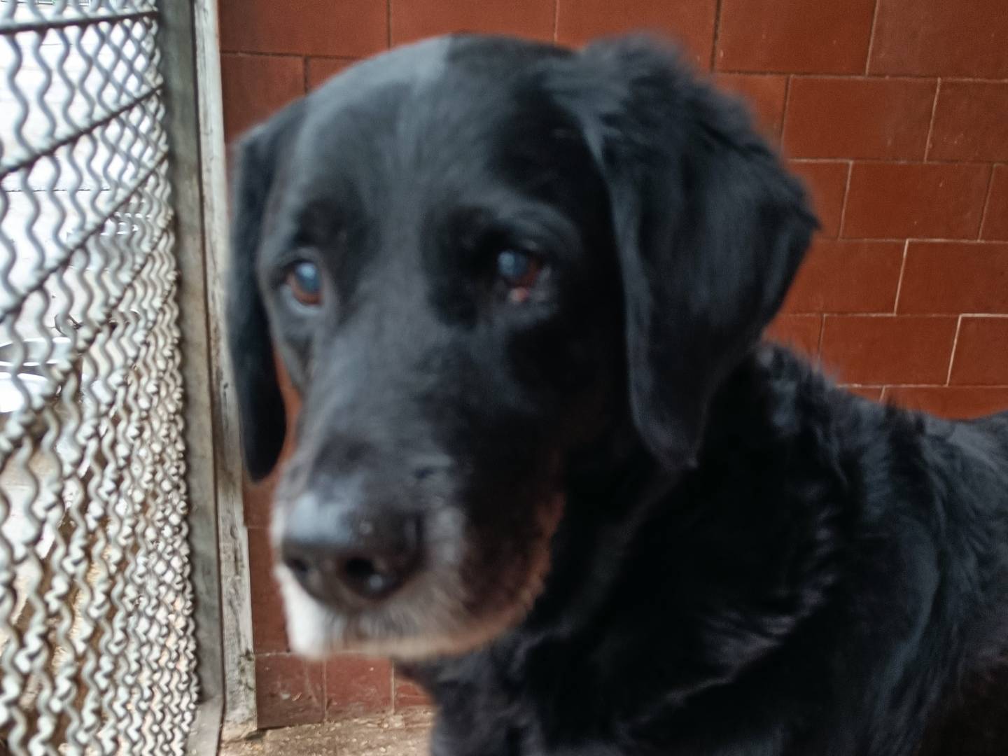 Adotta un cane, maschio, 13 anni  e 2 mesi , Milano