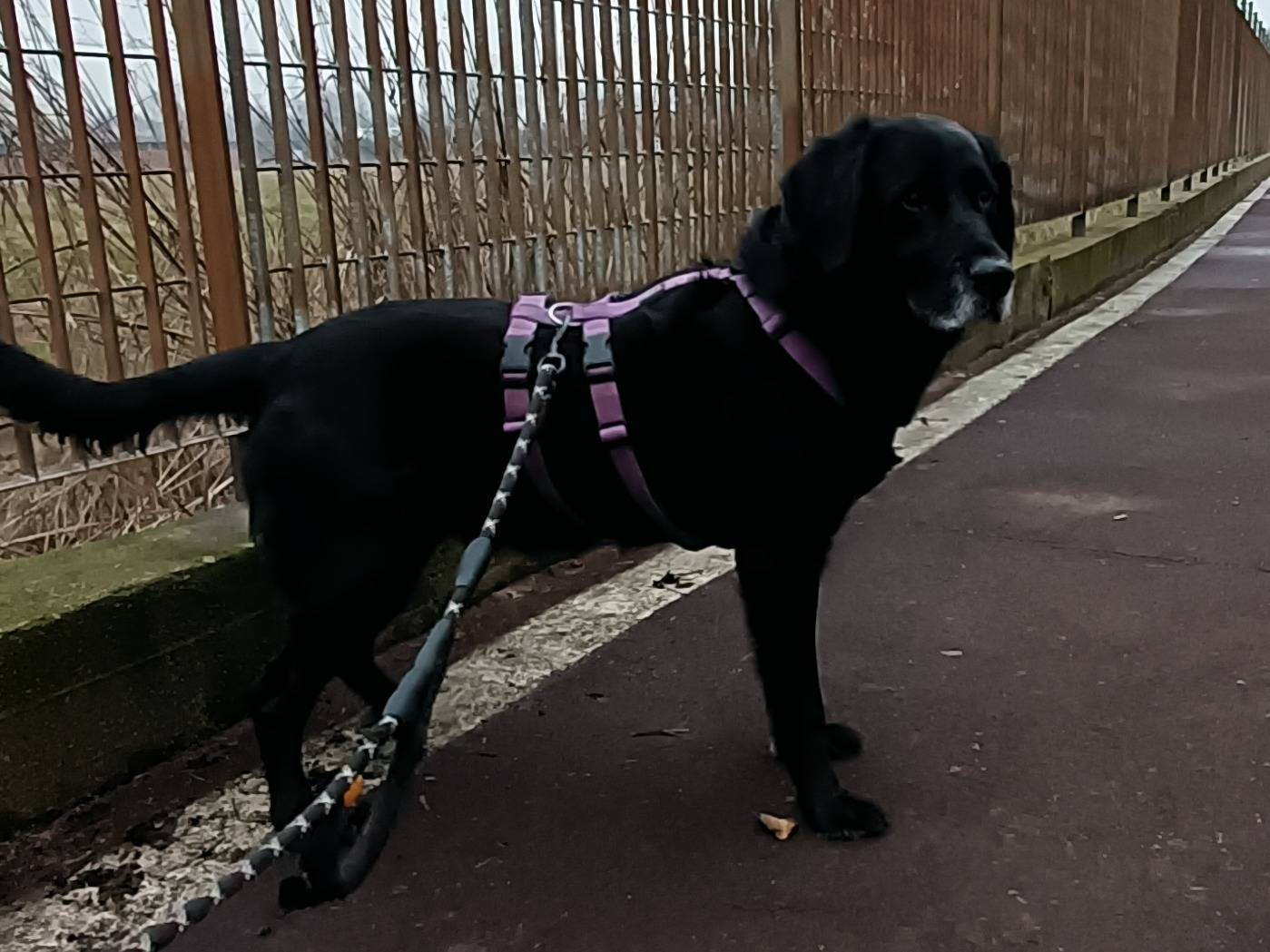 Adotta un cane, taglia grande, maschio, Milano
