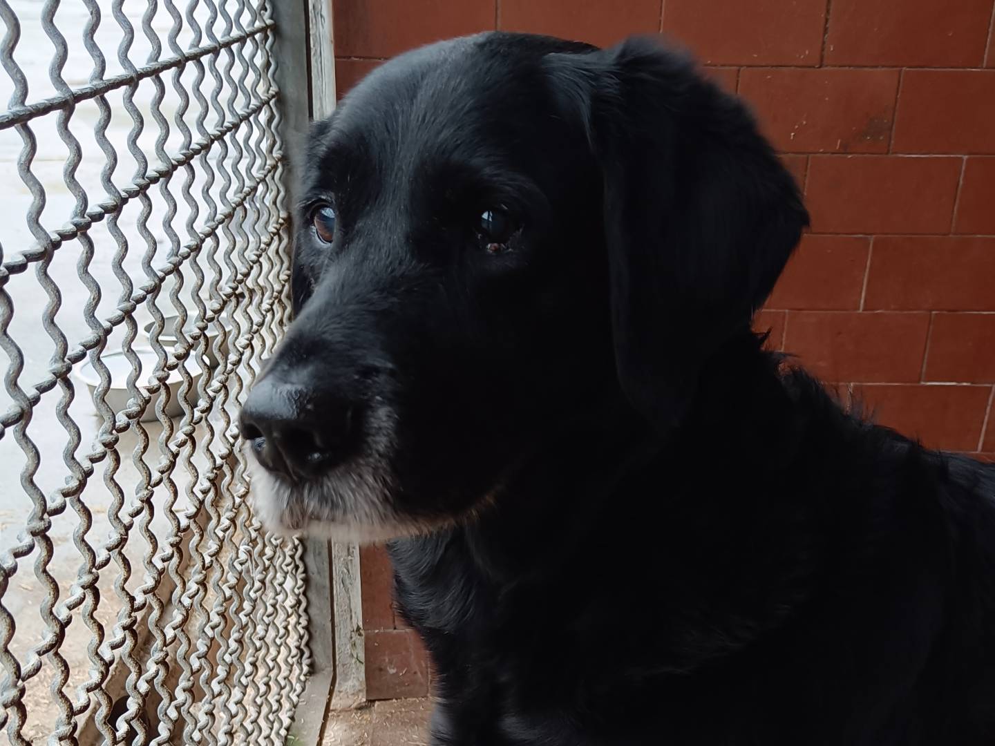Vuoi adottare un cane a Milano?