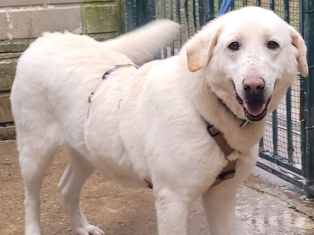 Adotta un cane, femmina, 4 anni  e 9 mesi , Milano
