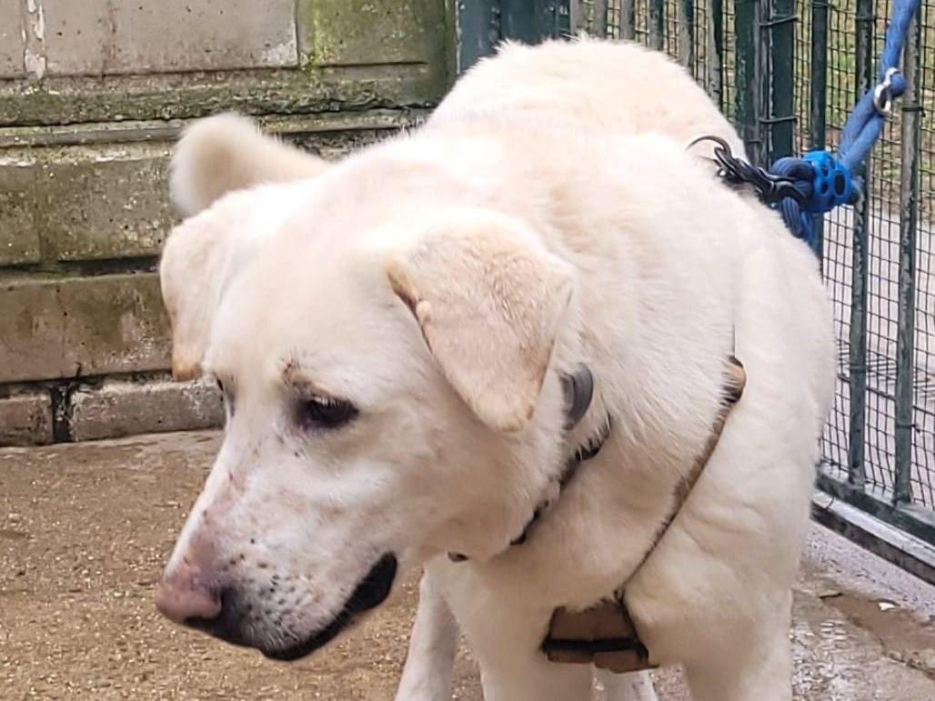 Adotta un cane, taglia media, femmina, Milano