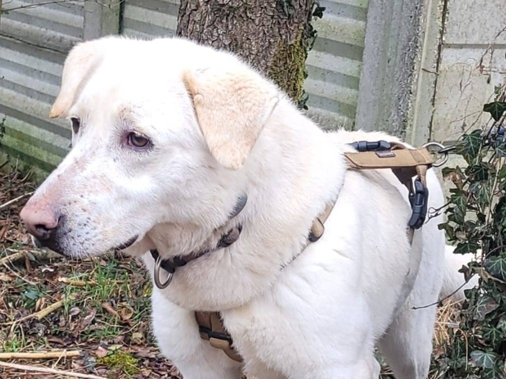 Vuoi adottare un cane a Milano?