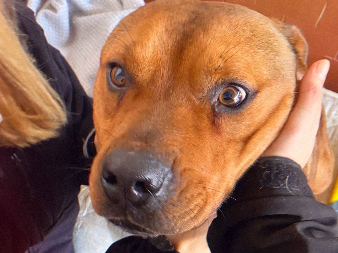 Foto dell'animale