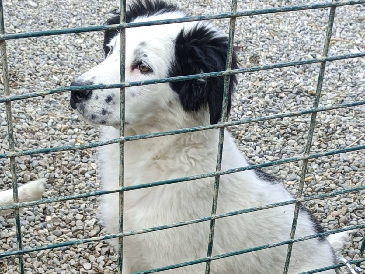 Adotta un cane, maschio, 5 mesi, Bologna