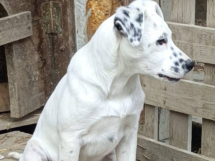 Adotta un cane, taglia media contenuta, maschio, Bologna