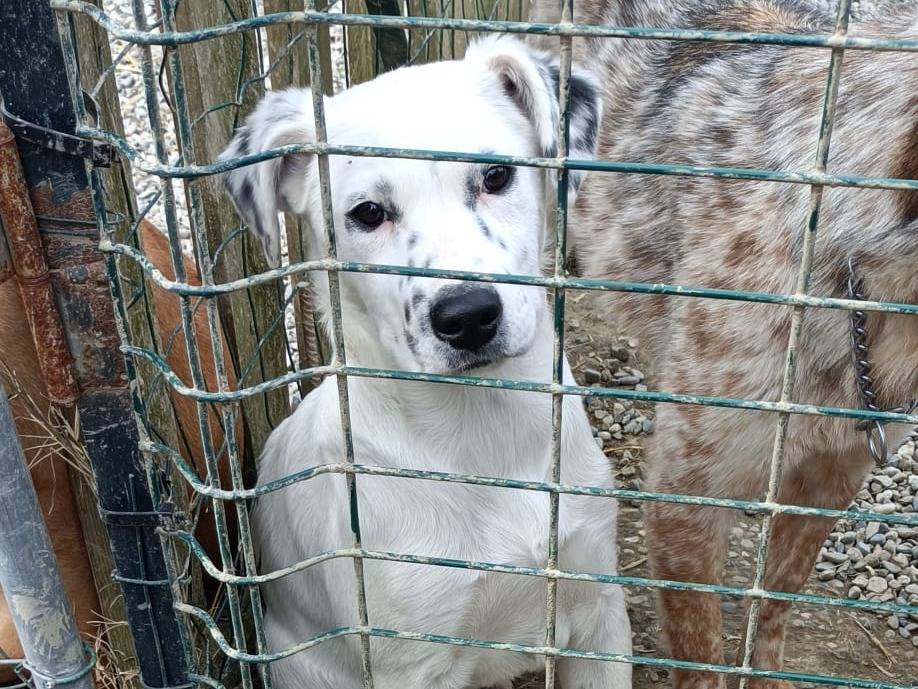 Vuoi adottare un cane a Bologna?