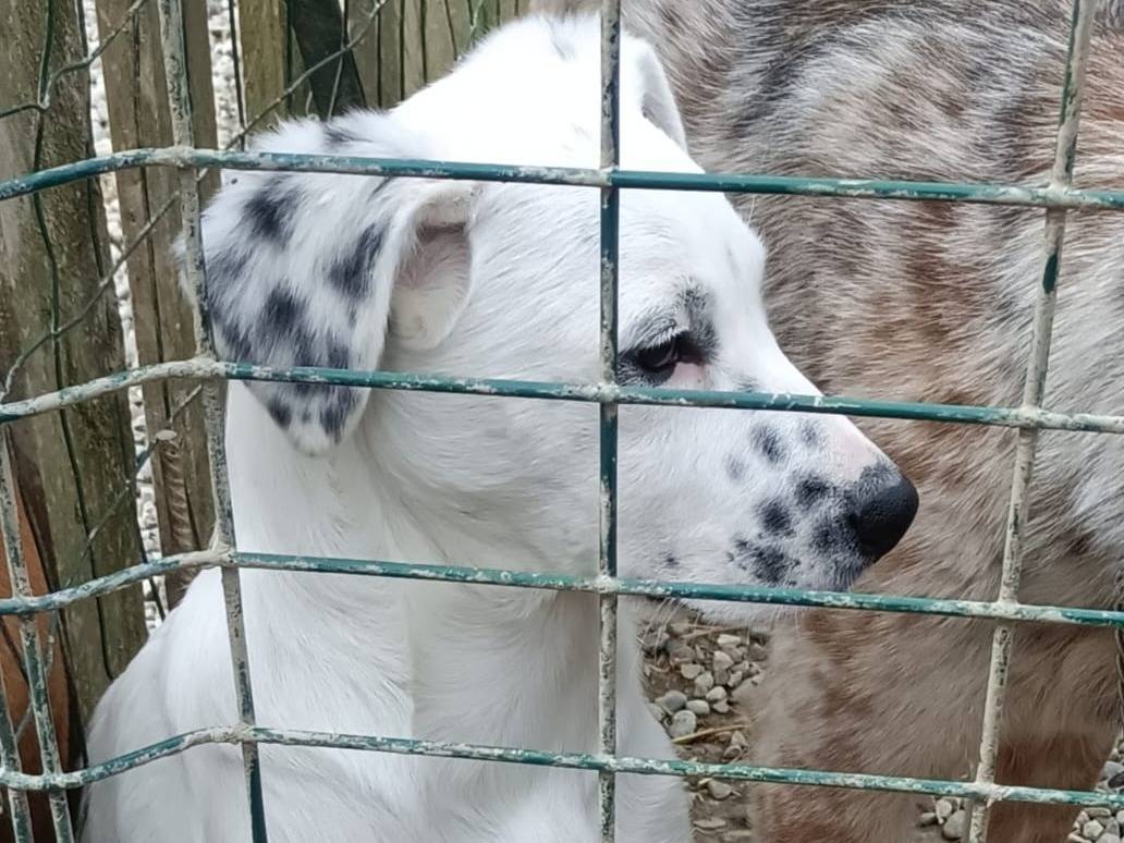 Adotta il cane ALDO E GIACOMINO a Bologna