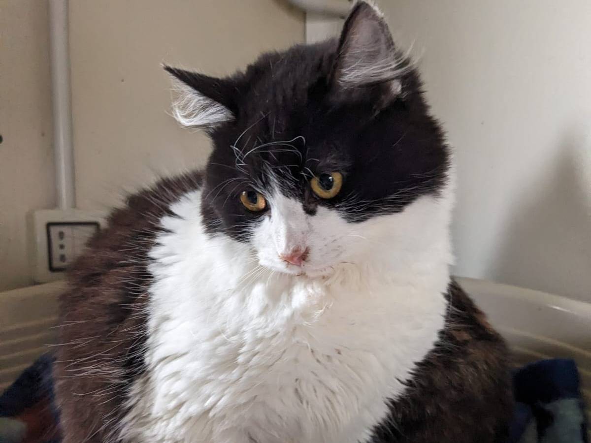 Adotta un gatto, taglia non valida, femmina, Caserta