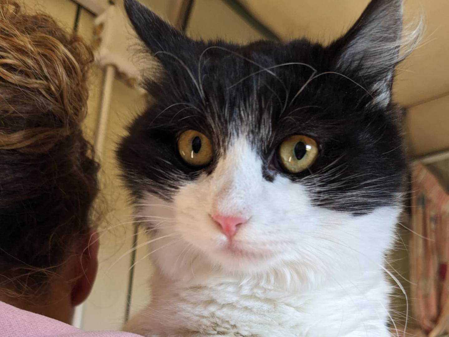 Vuoi adottare un gatto a Caserta?