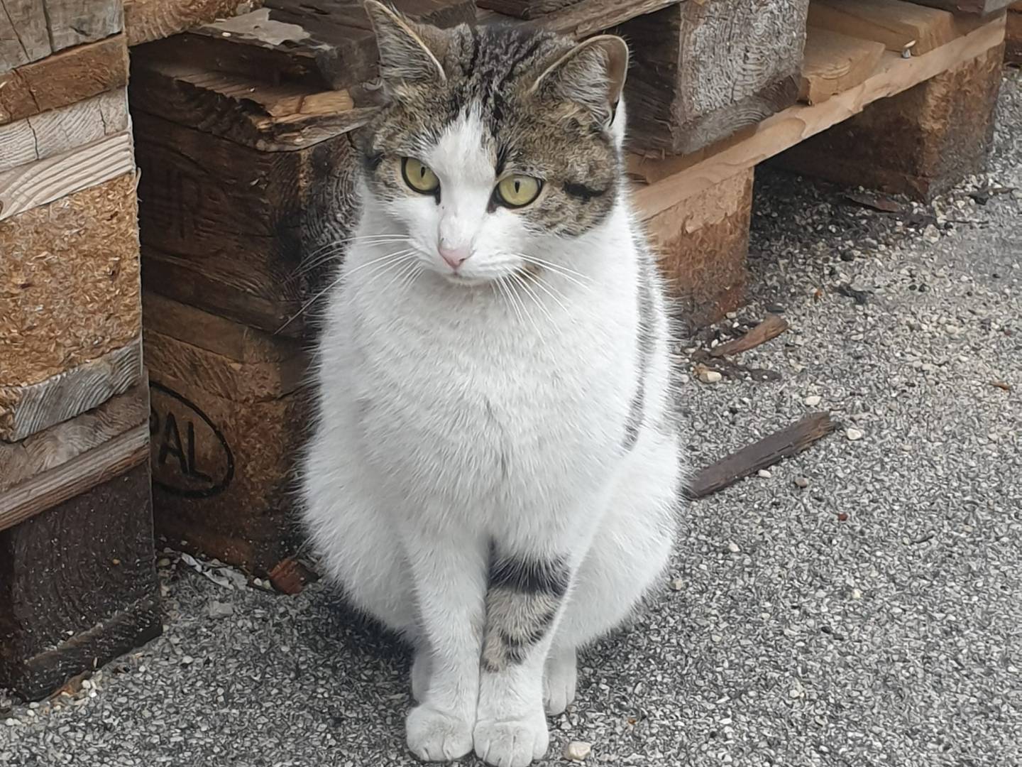 Adotta un gatto, femmina, 2 anni  e 3 mesi , Caserta