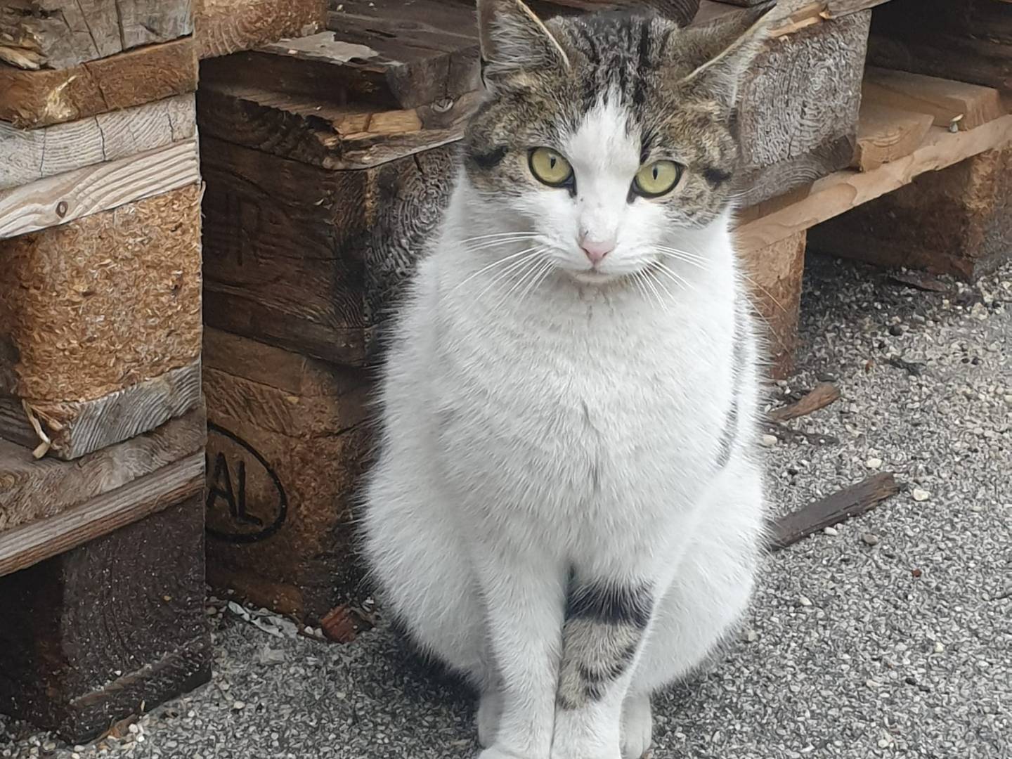 Adotta un gatto, taglia non valida, femmina, Caserta