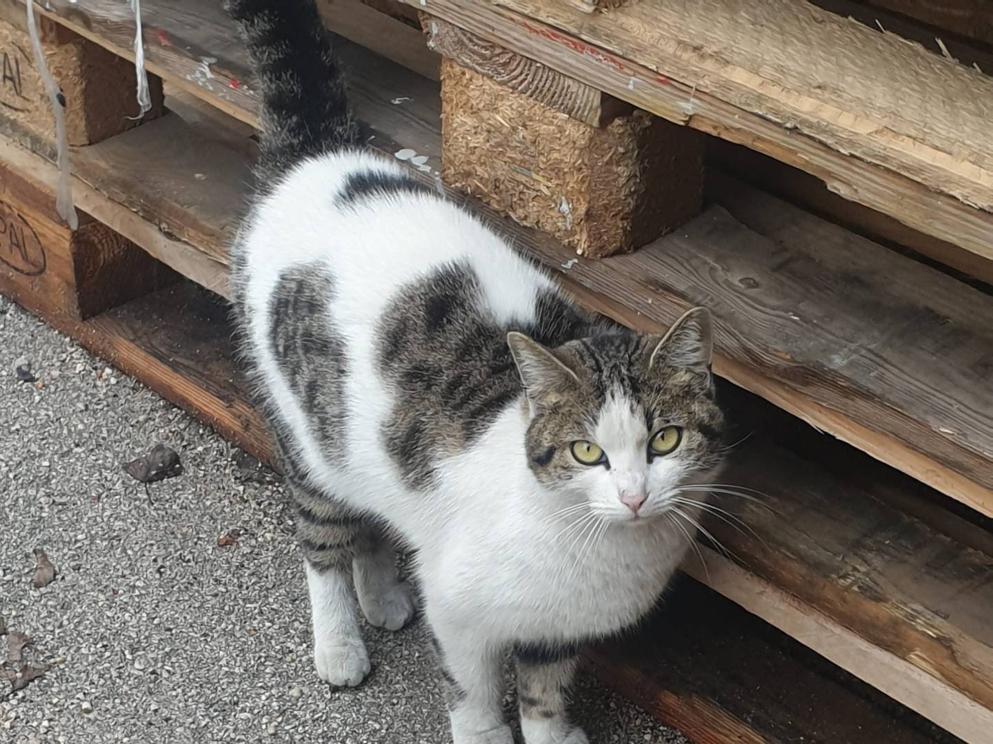 Vuoi adottare un gatto a Caserta?