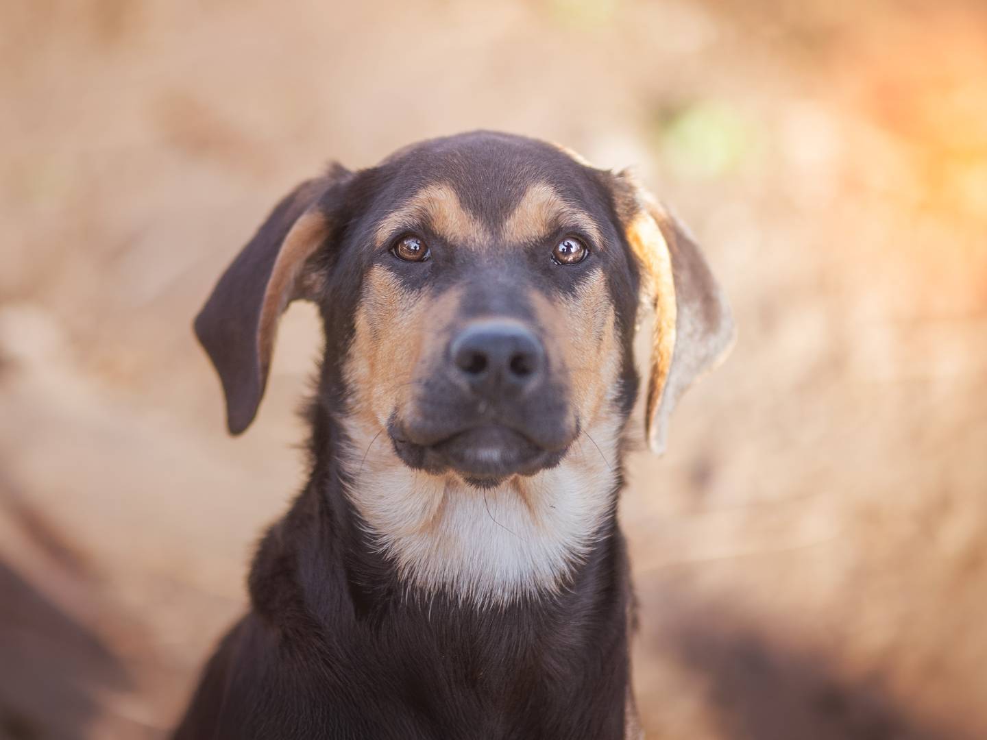 Foto dell'animale