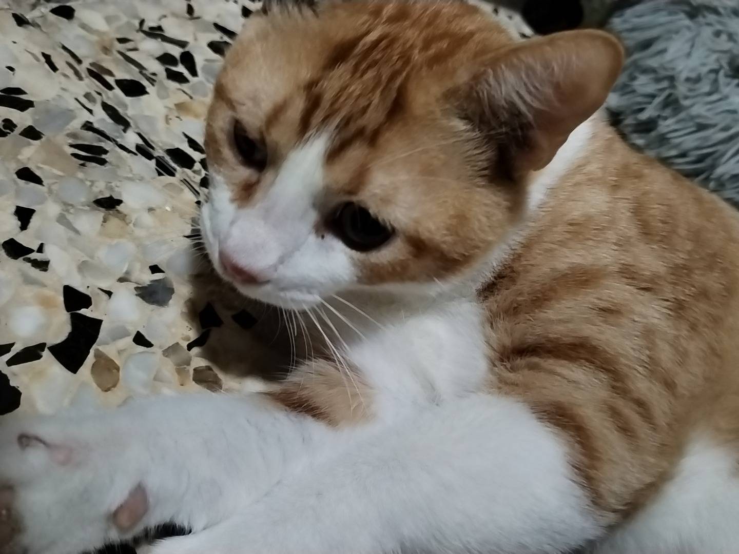 Vuoi adottare un gatto a Taranto?