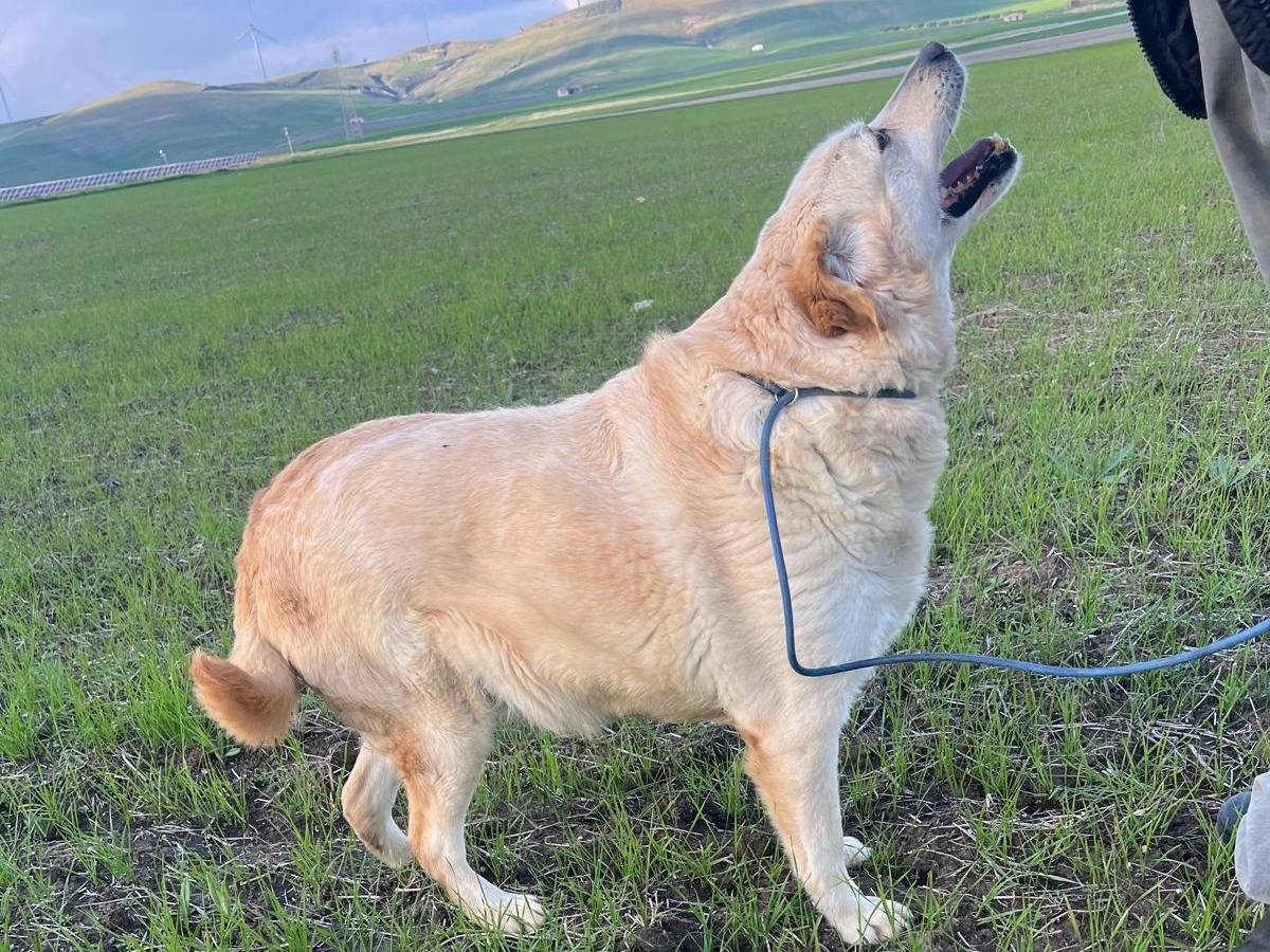 Adotta un cane, femmina, 8 anni  e 5 mesi , Matera