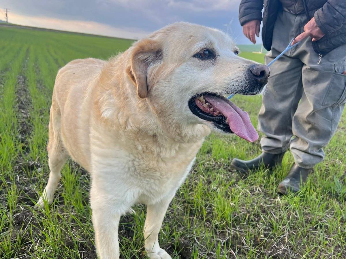 Vuoi adottare un cane a Matera?