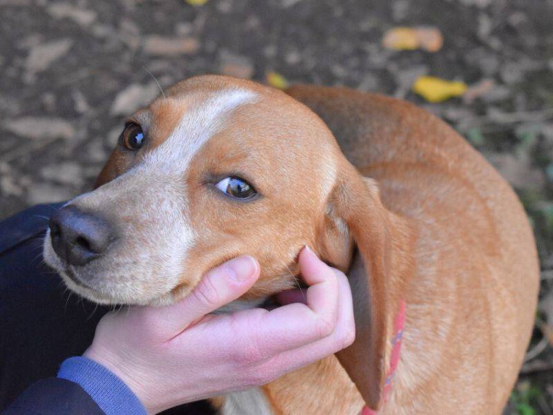 Vuoi adottare un cane a Roma?