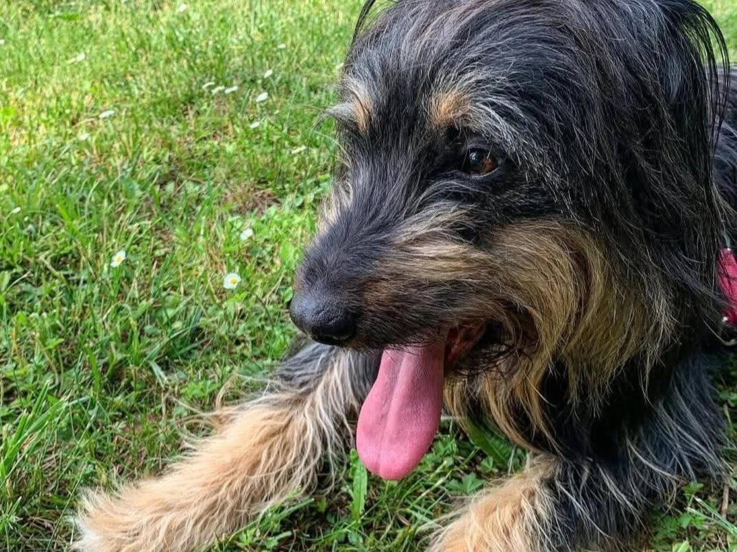 Foto dell'animale
