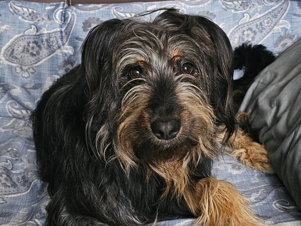 Adotta un cane, maschio, 5 anni  e 6 mesi , Milano