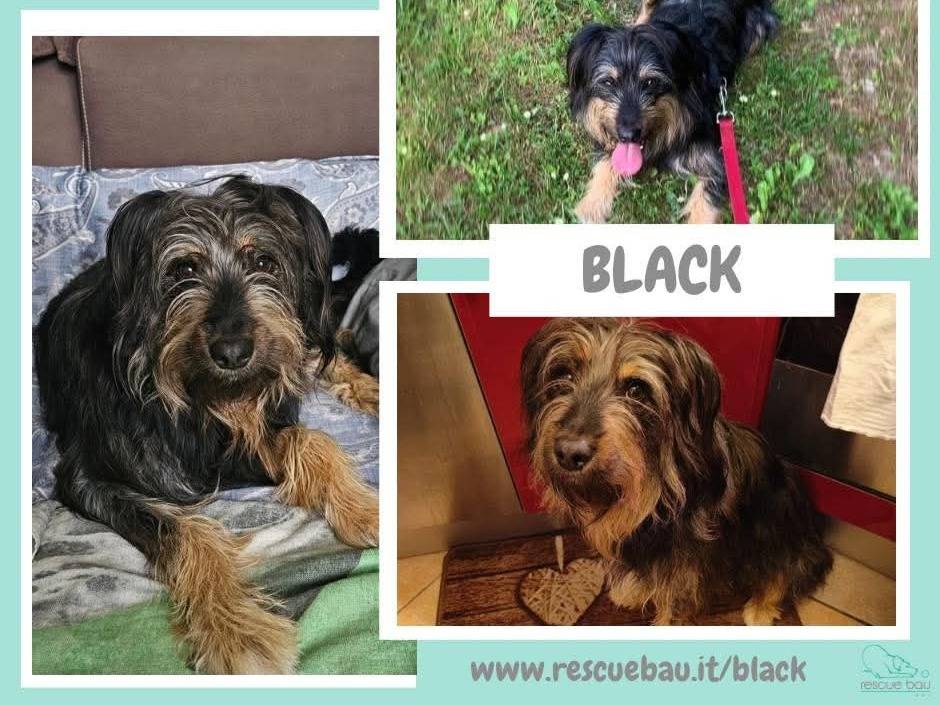 Adotta il cane BLACK a Milano